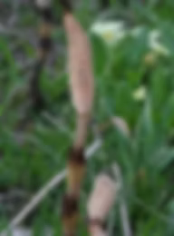 Horsetail