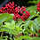 Thumbnail: Elderberry