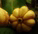 Product News - Garcinia Cambogia