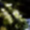 Quercetin