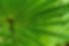Saw Palmetto