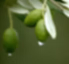 Olive Leaf